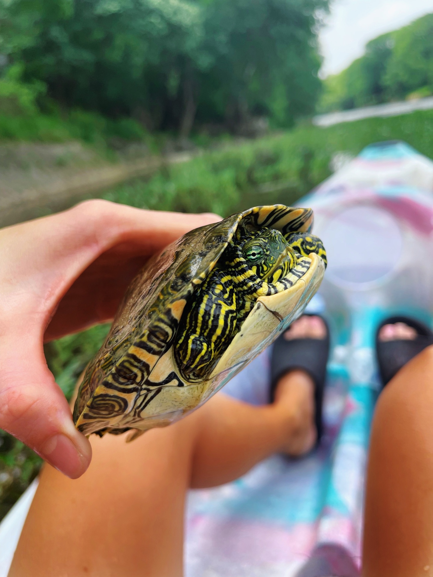 Guest found a turtle while kayaking